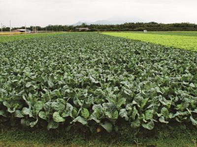 原料基地