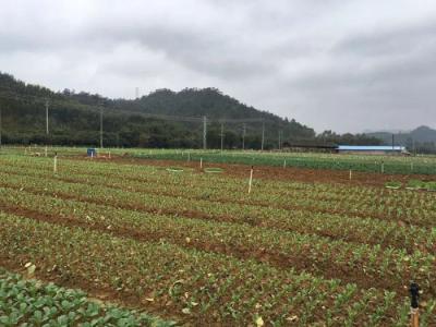 種植基地